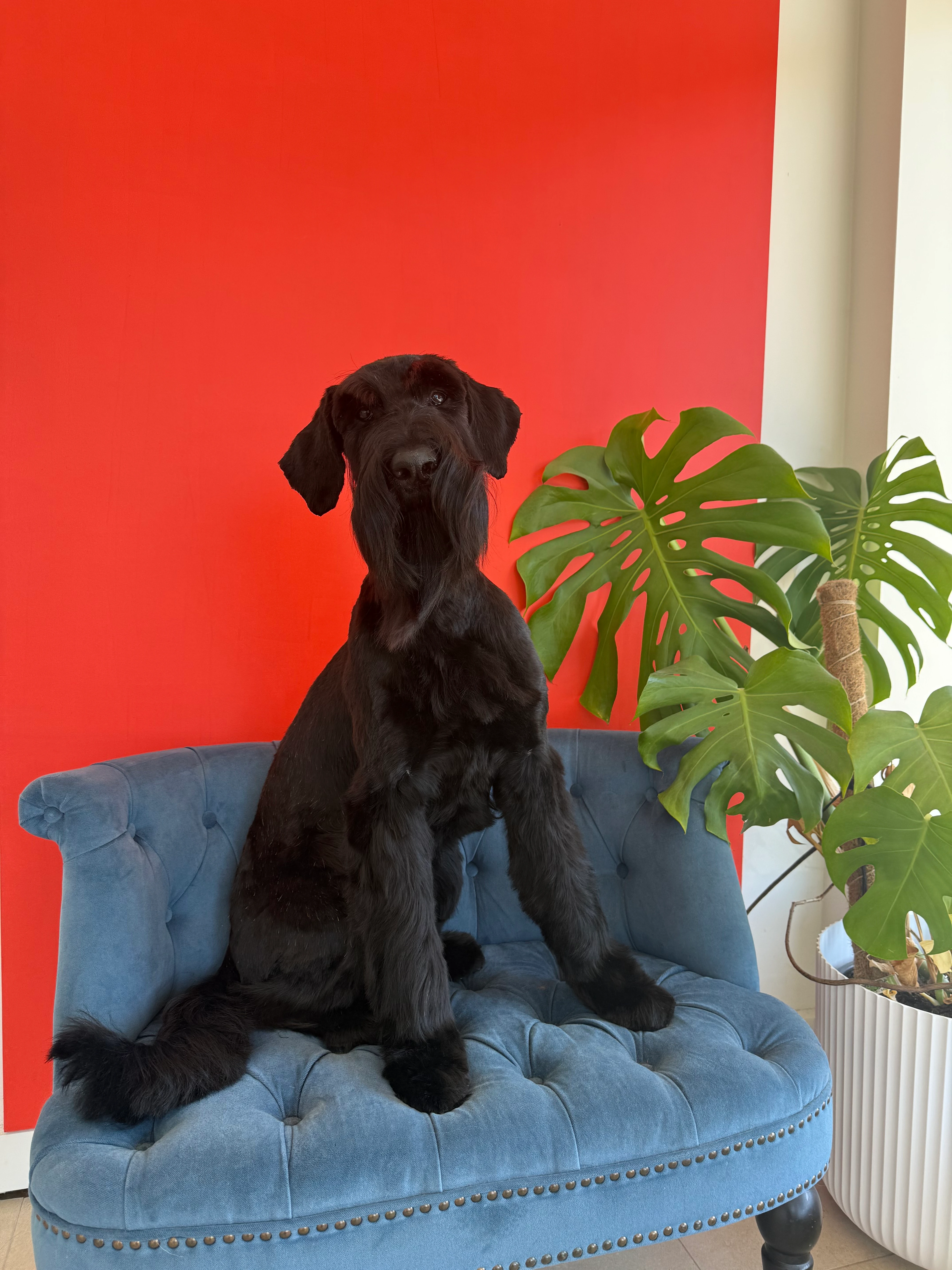 Giant Schnauzer Fergie