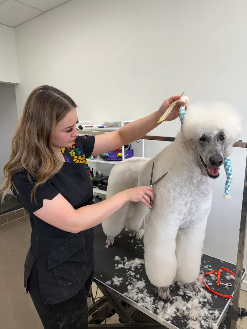 Professional dog grooming in action
