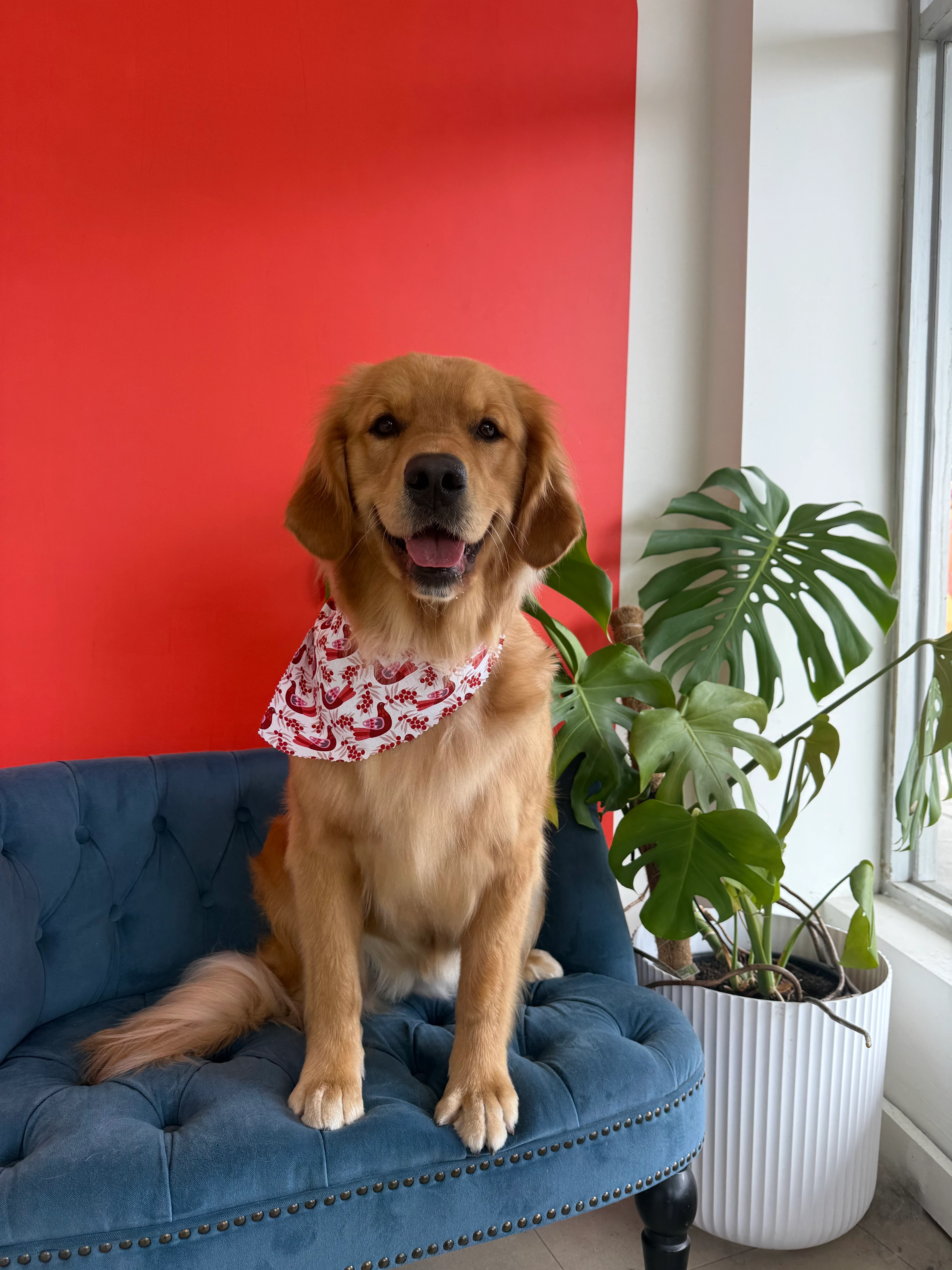 Golden Retrieve Saké